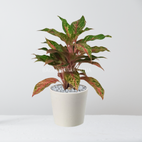 AGLAONEMA BUTTERFLY