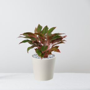 AGLAONEMA LIPSTIK