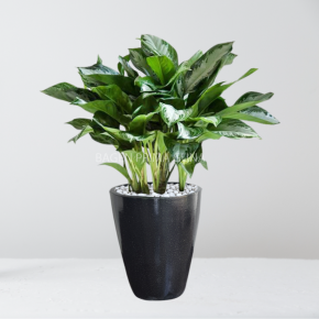 AGLAONEMA SILVER 1
