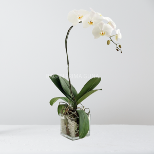 Anggrek Bulan Putih 1 Tangkai