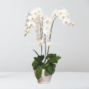 Anggrek Bulan Putih 3 Tangkai