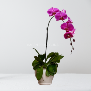 Anggrek Bulan Ungu 1 Tangkai