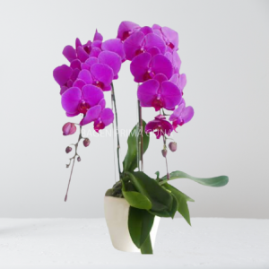 Anggrek Bulan Ungu 2 Tangkai