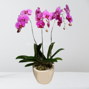 Anggrek Bulan Ungu 3 Tangkai