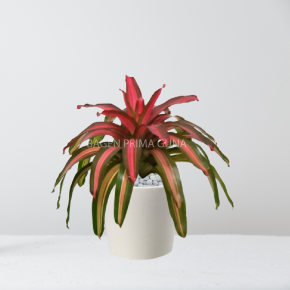 BROMELIA THREE COLOUR