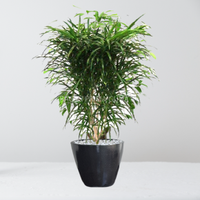 DRACAENA BELUT