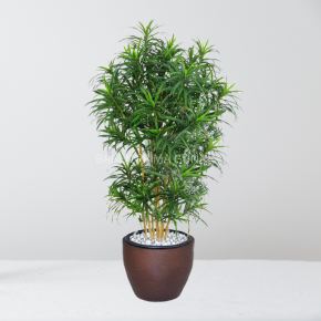 DRACAENA BELUT