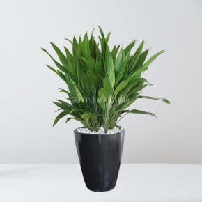 DRACAENA CENTON