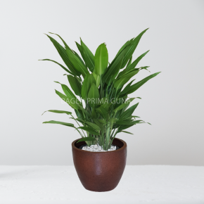 DRACAENA CENTON