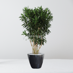 DRACAENA JAMAIKA