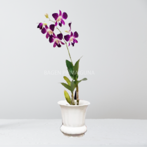 Anggrek Dendrobium 1 Tangkai