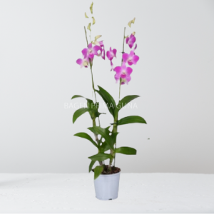 Anggrek Dendrobium 2 Tangkai