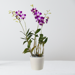 Anggrek Dendrobium 3 Tangkai