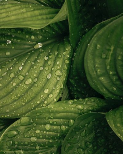 liubov-ilchuk-_6rR_iP06p4-unsplash